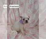 Small Photo #11 Boston Terrier Puppy For Sale in ALBANY, OH, USA