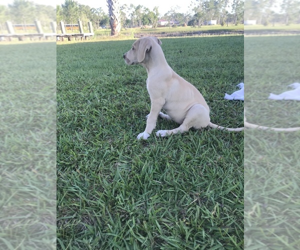 Medium Photo #2 Great Dane Puppy For Sale in LAKE WALES, FL, USA