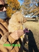 Small Photo #20 Goldendoodle Puppy For Sale in CLARKSVILLE, TX, USA