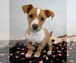 Small #6 Dachshund Mix