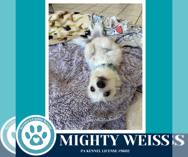 Medium Photo #3 Maltese-Unknown Mix Puppy For Sale in Kimberton, PA, USA