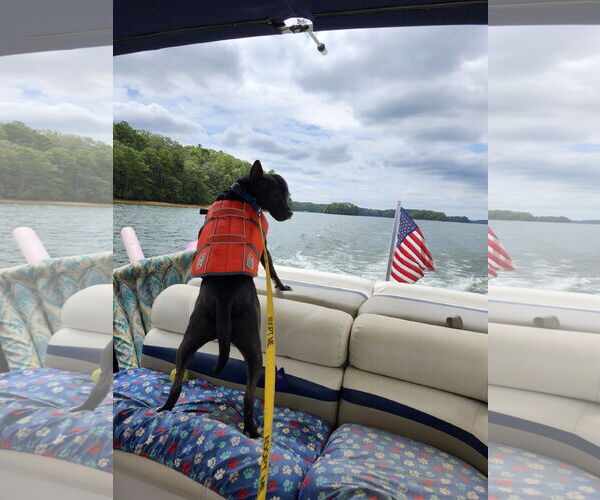 Medium Photo #5 Labrador Retriever-Unknown Mix Puppy For Sale in Atlanta, GA, USA