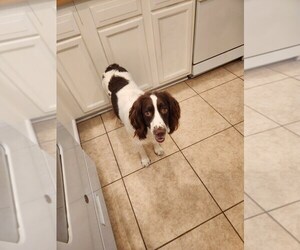 English Springer Spaniel Puppy for sale in APPLE VALLEY, CA, USA
