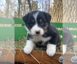 Small Photo #2 Australian Shepherd Puppy For Sale in ROYALSTON, MA, USA