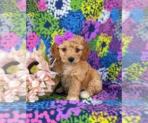 Goldendoodle (Miniature) Puppy for sale in KIRKWOOD, PA, USA