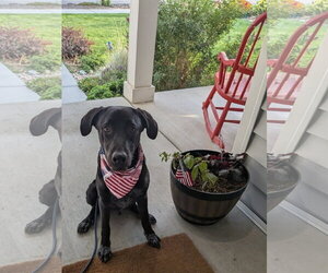 Labrador Retriever-Unknown Mix Dogs for adoption in Sandy, UT, USA