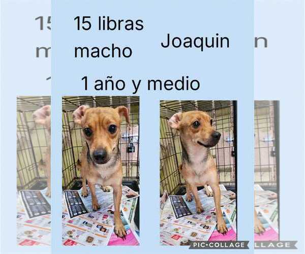 Medium Photo #2 Chihuahua-Unknown Mix Puppy For Sale in Virginia Beach, VA, USA