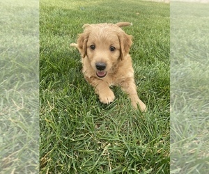 Goldendoodle-Poodle (Miniature) Mix Puppy for sale in LEHI, UT, USA