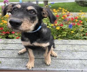 Mutt Dogs for adoption in Anchorage, AK, USA