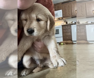 Golden Retriever Puppy for sale in MOUNT STERLING, KY, USA