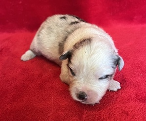 Miniature Australian Shepherd Puppy for Sale in FORT MORGAN, Colorado USA