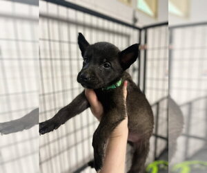 Mutt Dogs for adoption in Imlay City, MI, USA