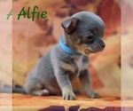 Small #6 Chihuahua