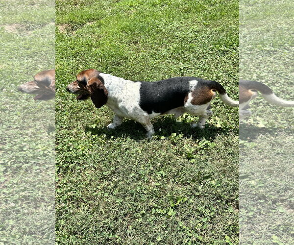 Medium Photo #5 Basset Hound Puppy For Sale in Ball Ground, GA, USA