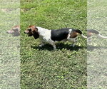 Small #4 Basset Hound
