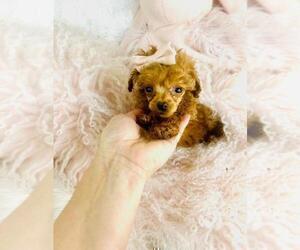 Poodle (Toy) Puppy for sale in MIAMI, FL, USA