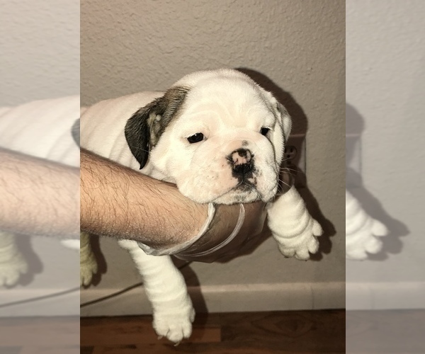 Medium Photo #7 Bulldog Puppy For Sale in CHANDLER, AZ, USA
