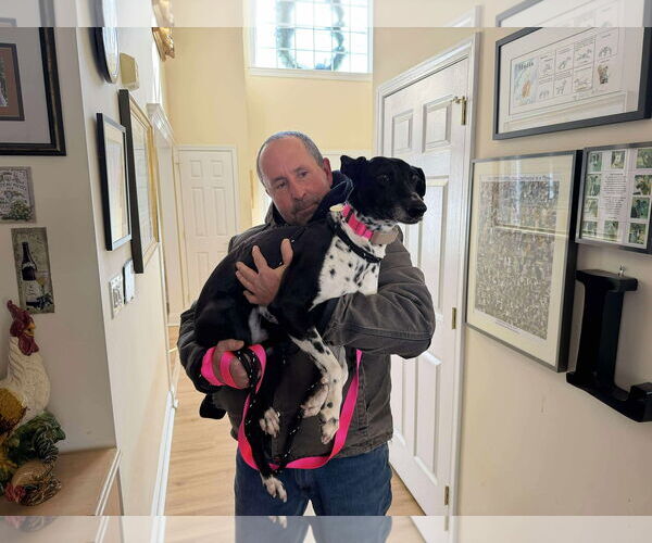 Medium Photo #3 Whippet Puppy For Sale in Cherry Hill, NJ, USA