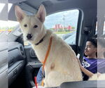 Small #2 Huskies  Mix