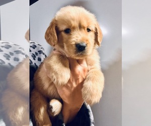 Golden Retriever Puppy for sale in ELKIN, NC, USA