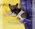 Small Photo #2 French Bulldog Puppy For Sale in CLARE, IL, USA