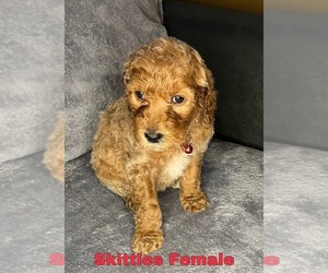 Goldendoodle Puppy for sale in MONTGOMERY, MN, USA