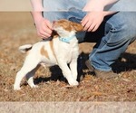 Small Photo #4 Brittany Puppy For Sale in HORTENSE, GA, USA