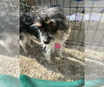 Small #5 Mutt