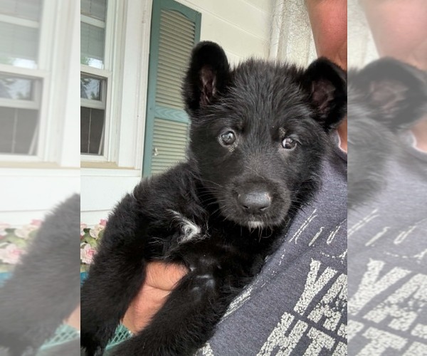 Medium Photo #3 German Shepherd Dog Puppy For Sale in NEWVILLE, PA, USA