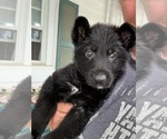 Small #2 German Shepherd Dog