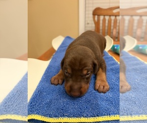 Doberman Pinscher Puppy for sale in PECK, KS, USA