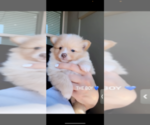Small Photo #3 Pomeranian Puppy For Sale in FAIRFIELD, CA, USA