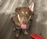 Small German Shepherd Dog