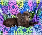 Small Photo #5 Labrador Retriever Puppy For Sale in GLEN ROCK, PA, USA