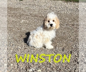 Cockapoo (Miniature) Puppy for sale in HARTLAND, MN, USA