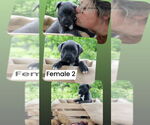 Small #2 American Pit Bull Terrier-Labrador Retriever Mix