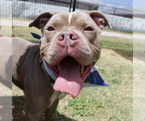 American Staffordshire Terrier-Unknown Mix Dogs for adoption in San Antonio, TX, USA