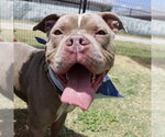 Small American Staffordshire Terrier Mix