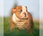 Small #2 English Bulldog