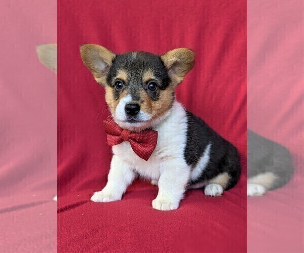 View Ad: Pembroke Welsh Corgi Puppy for Sale near France