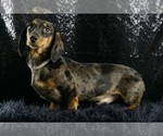 Puppy Frankie AKC Dachshund