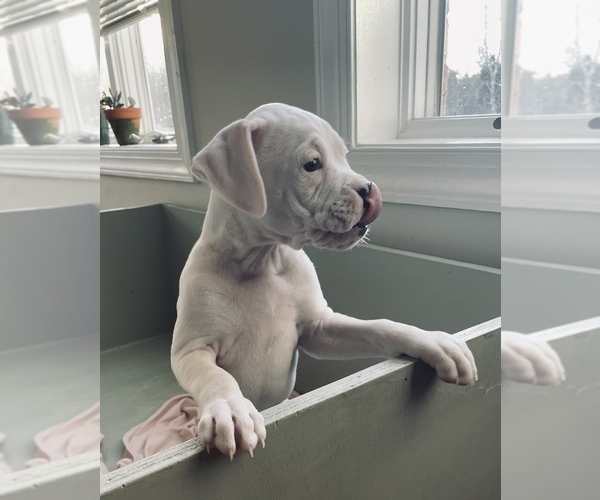 Medium Photo #3 Boxer Puppy For Sale in LOCUST DALE, VA, USA