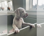 Small Photo #3 Boxer Puppy For Sale in LOCUST DALE, VA, USA