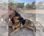 Small German Shepherd Dog Mix