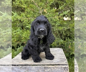 Cocker Spaniel Puppy for sale in MIDDLEBURY, IN, USA