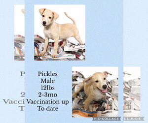 Labbe Dogs for adoption in Virginia Beach, VA, USA