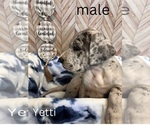 Puppy Yetti Great Dane