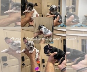 French Bulldog Puppy for sale in BIG BEAR LAKE, CA, USA