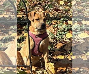 American Pit Bull Terrier-Unknown Mix Dogs for adoption in Germantown, OH, USA