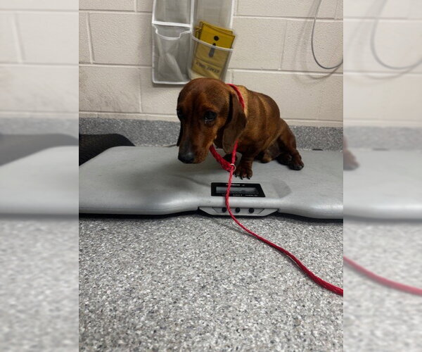 Medium Photo #1 Dachshund-Unknown Mix Puppy For Sale in Pasadena, TX, USA